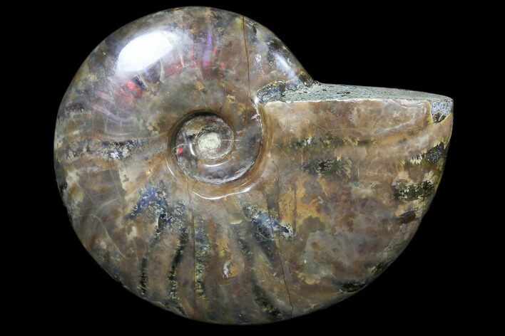 Flashy Red Iridescent Ammonite - Wide #81839